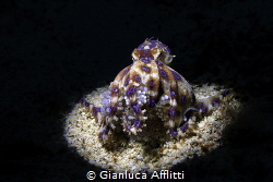 THE “BLUE RING” OCTOPUS MOTHER IN THE FUTURE by Gianluca Afflitti 